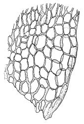 Straminergon stramineum, alar cells. Drawn from J.K. Bartlett 18414b, WELT M007487, and S. Halloy B-719, CHR 438044.
 Image: R.C. Wagstaff © Landcare Research 2014 